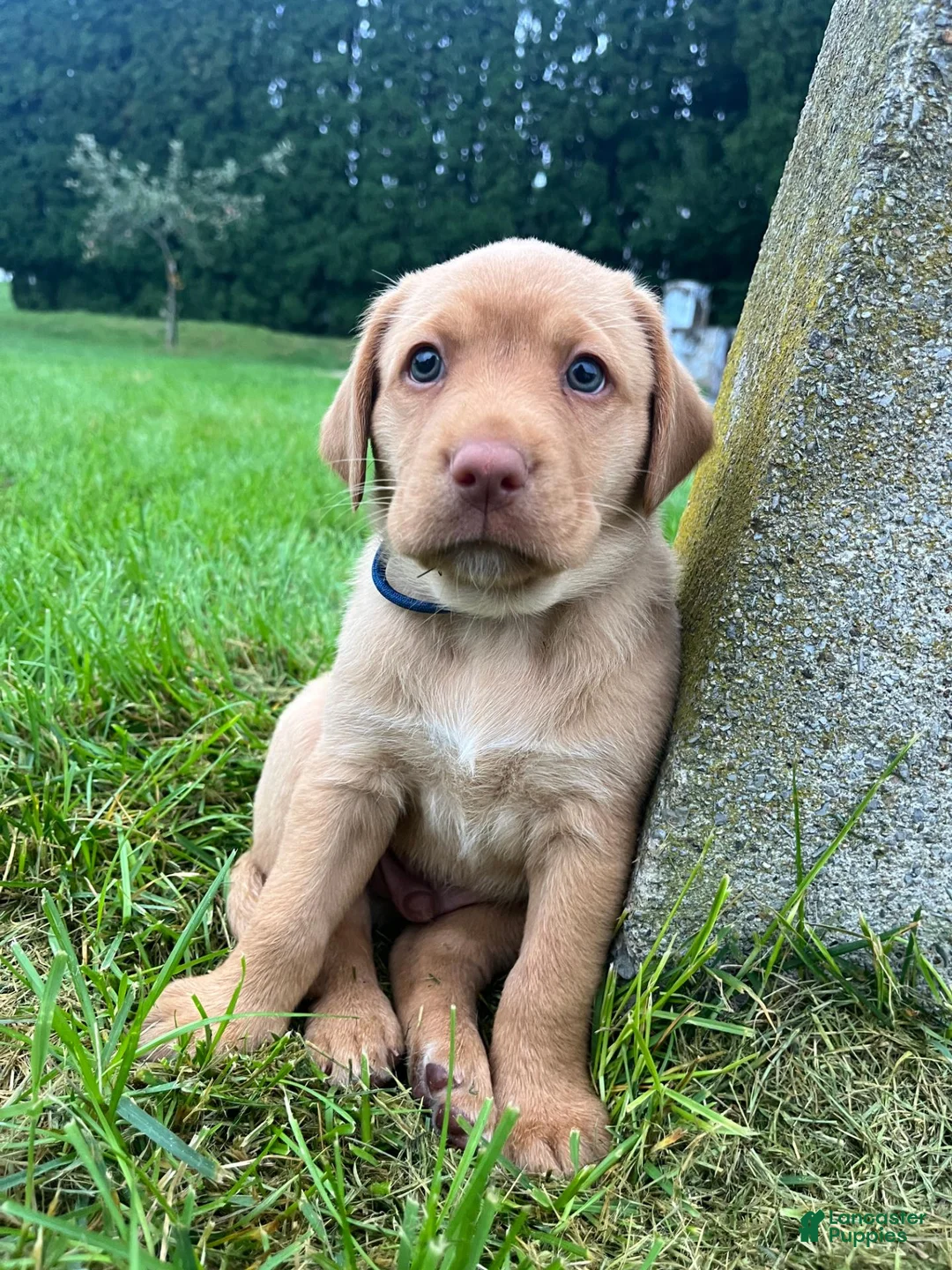 Labrador Retriever dogs for sale: Scooby - Ad 2
