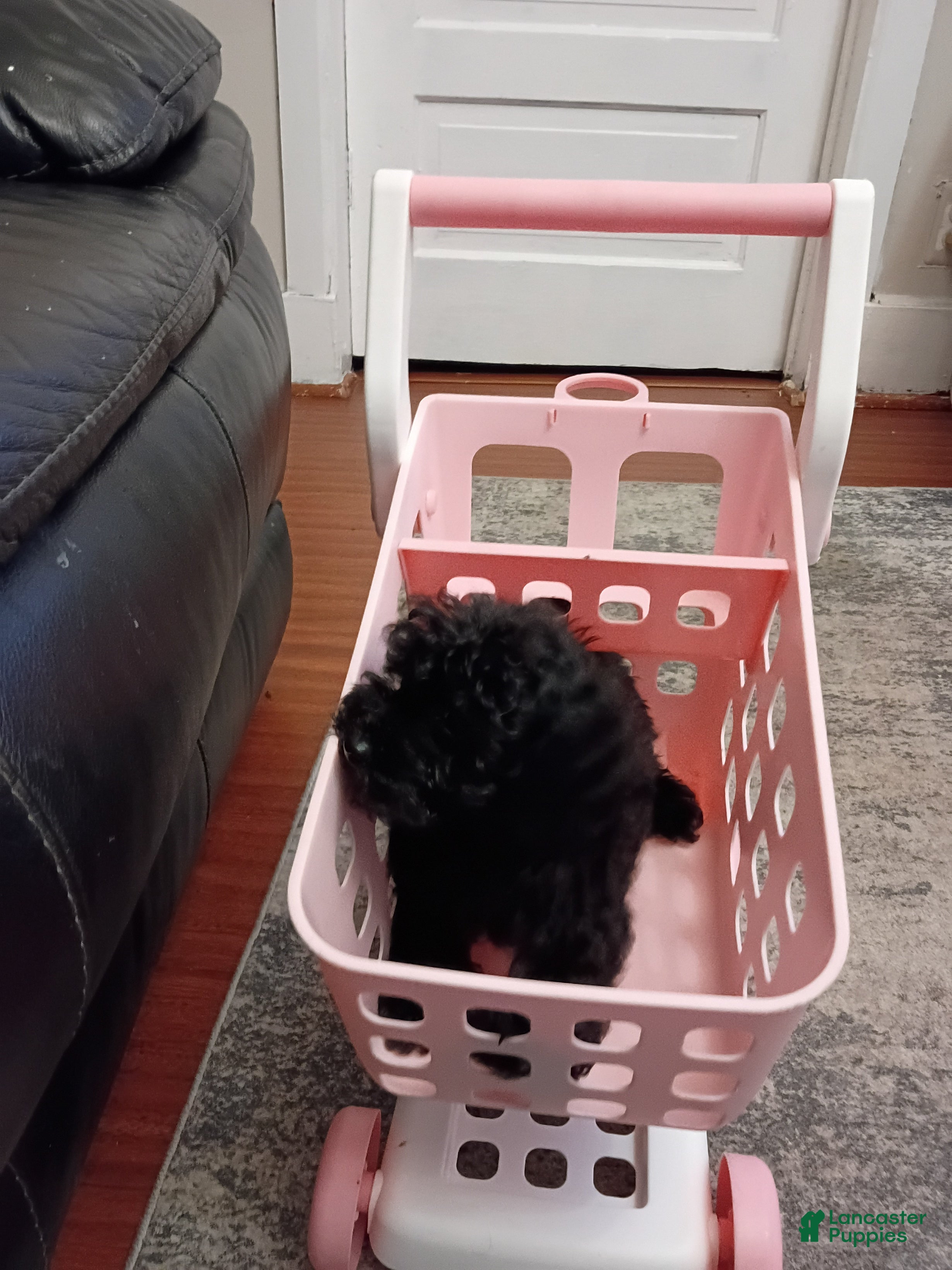 Miniature Poodle dogs for sale: Miniature Poodle 5 - Ad 2
