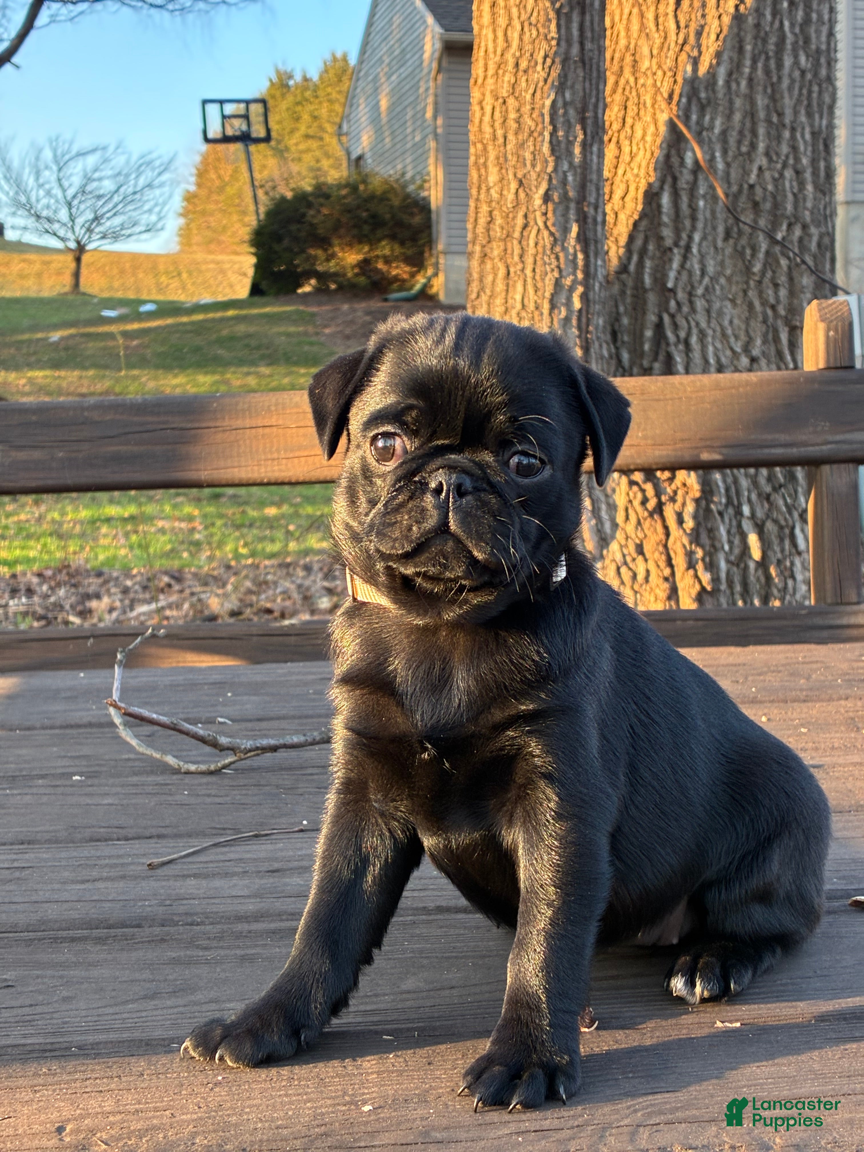 Pug dogs  Addie - Ad 1