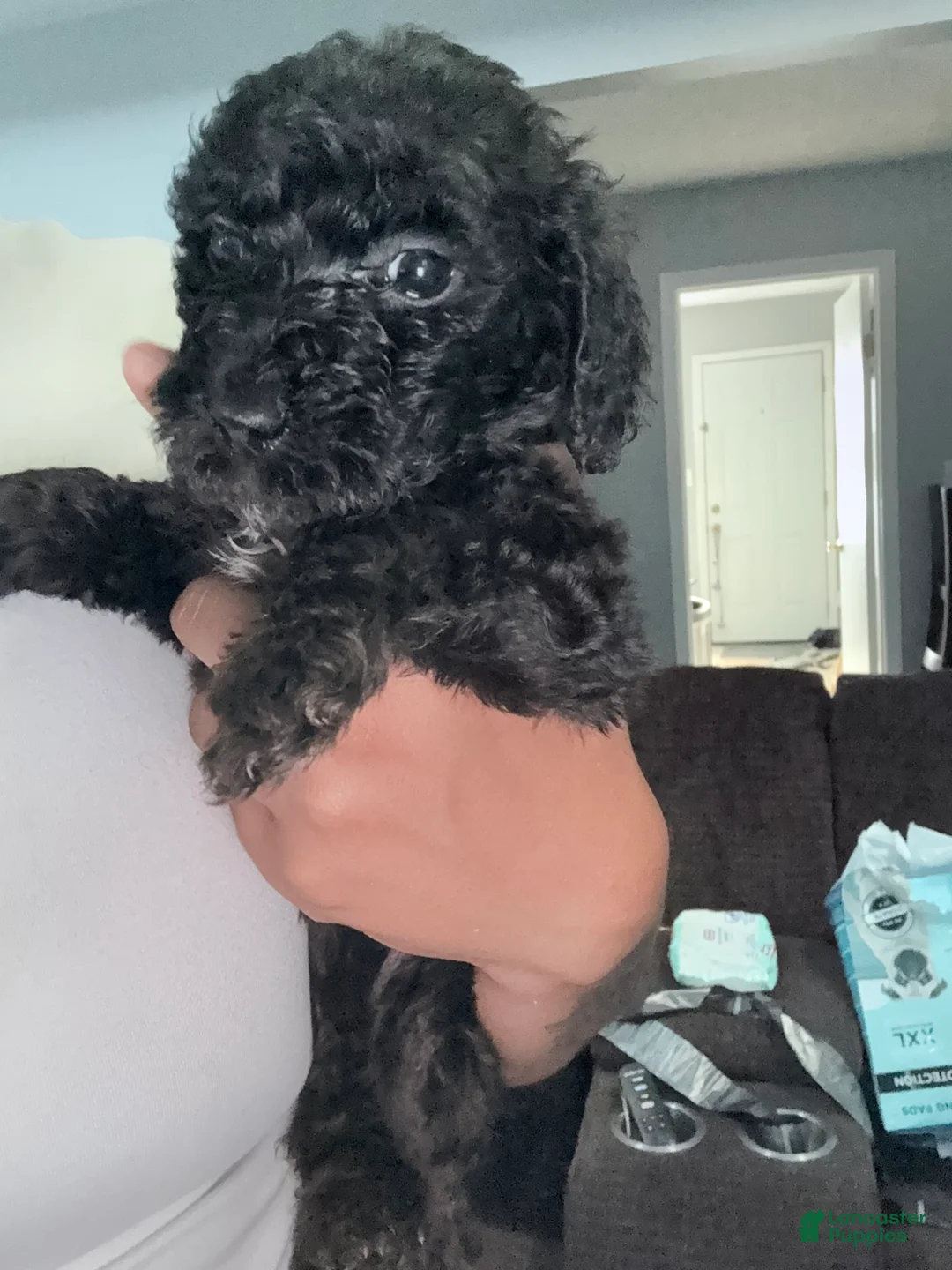 Double Doodle dogs for sale: White - Ad 2