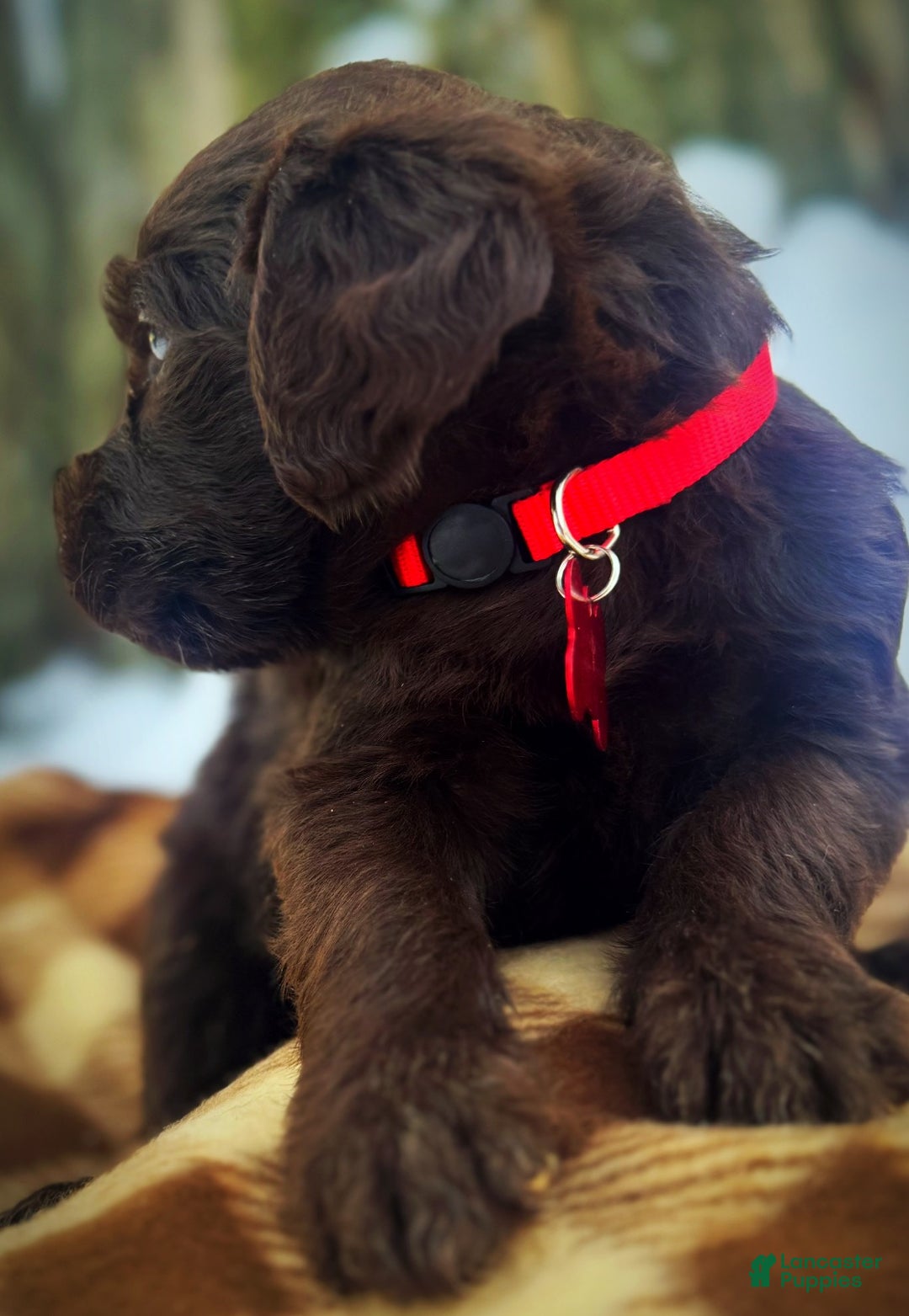 Labradoodle dogs for sale: Labradoodle Puppy 1 - Ad 14