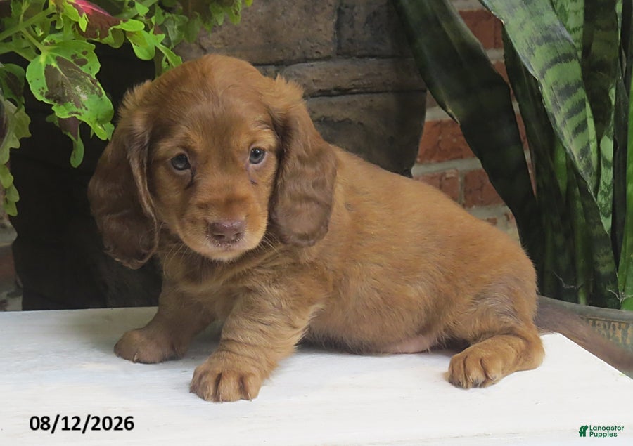 Miniature Dachshund dogs for sale: Jenny - Ad 1