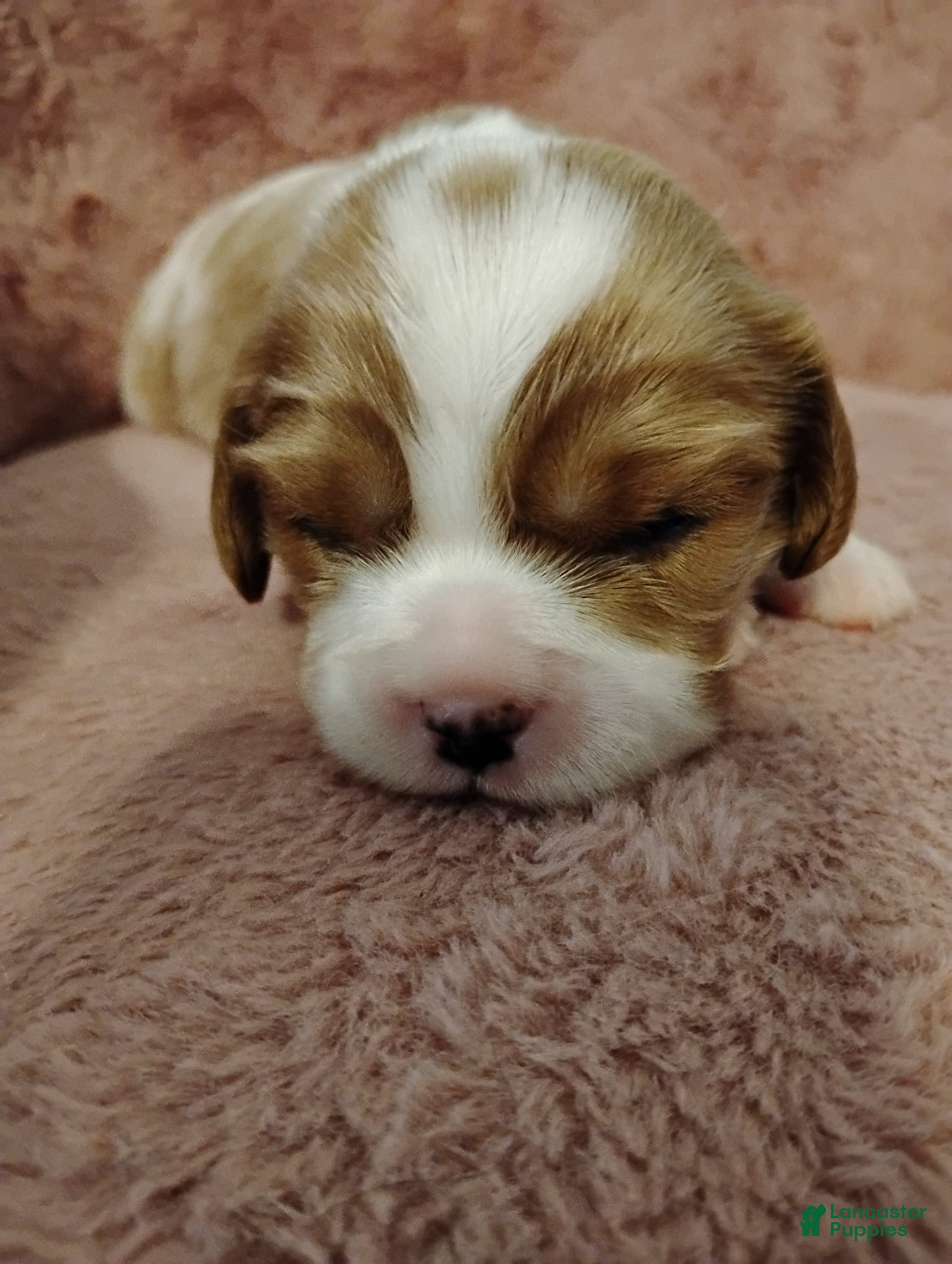 Cavalier King Charles Spaniel dogs for sale: Goldie - Ad 3