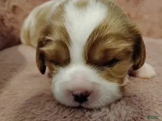 Cavalier King Charles Spaniel dogs Goldie - Ad 7