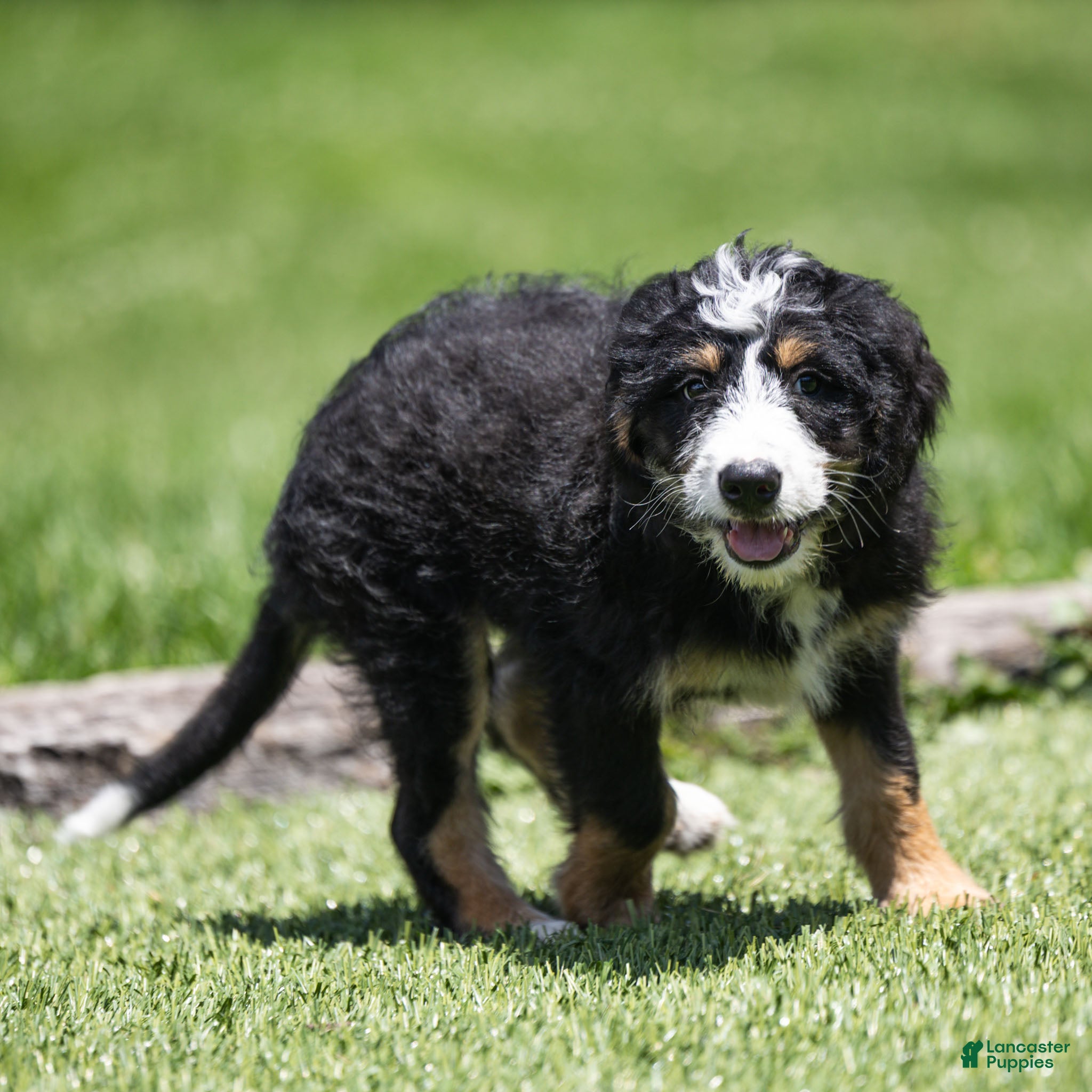 Bernedoodle dogs Rhett Bernedoodle Puppy  - Ad 1