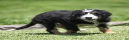 Bernedoodle dogs for sale: Rhett Bernedoodle Puppy  - Ad 1