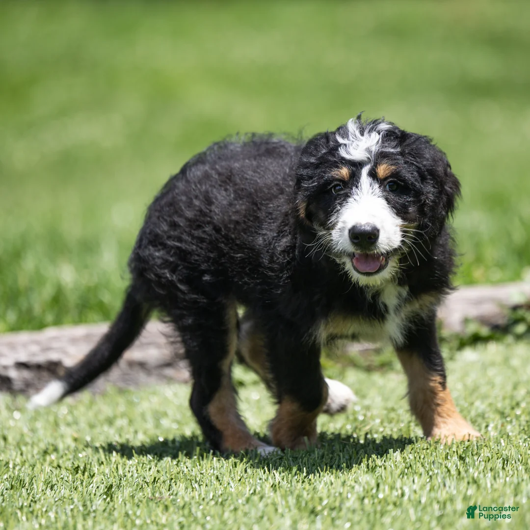 Bernedoodle dogs for sale: Rhett Bernedoodle Puppy  - Ad 1