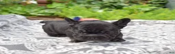 French Bulldog dogs for sale: Spidey - Ad 4