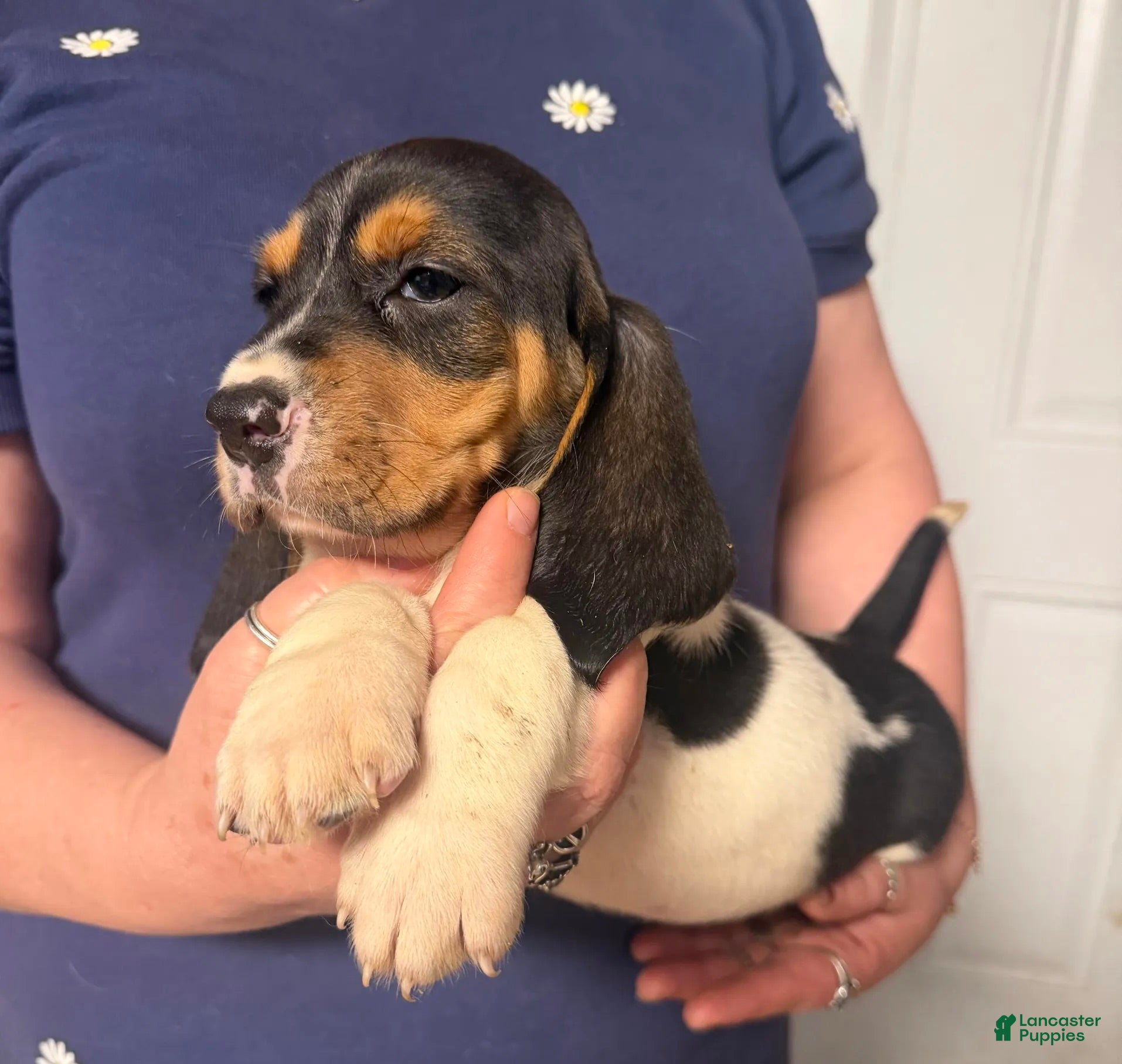 Basset Hound dogs for sale: Mia Girl - Ad 3
