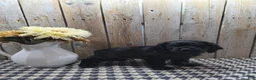 Cocker Spaniel dogs for sale: Jordan - Ad 3