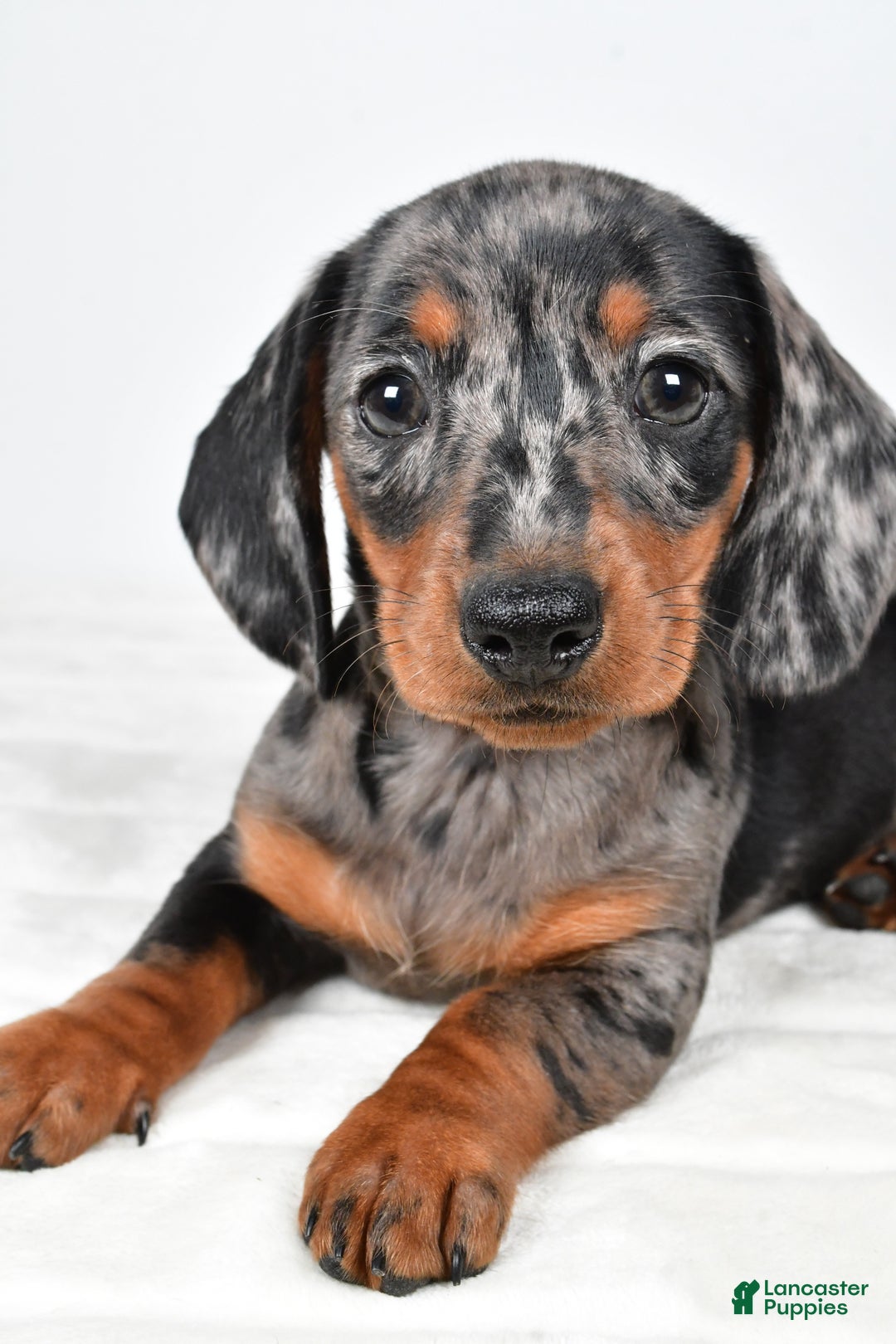 Miniature Dachshund dogs for sale: Polly - Ad 6
