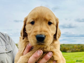 Golden Retriever dogs - Ad 7