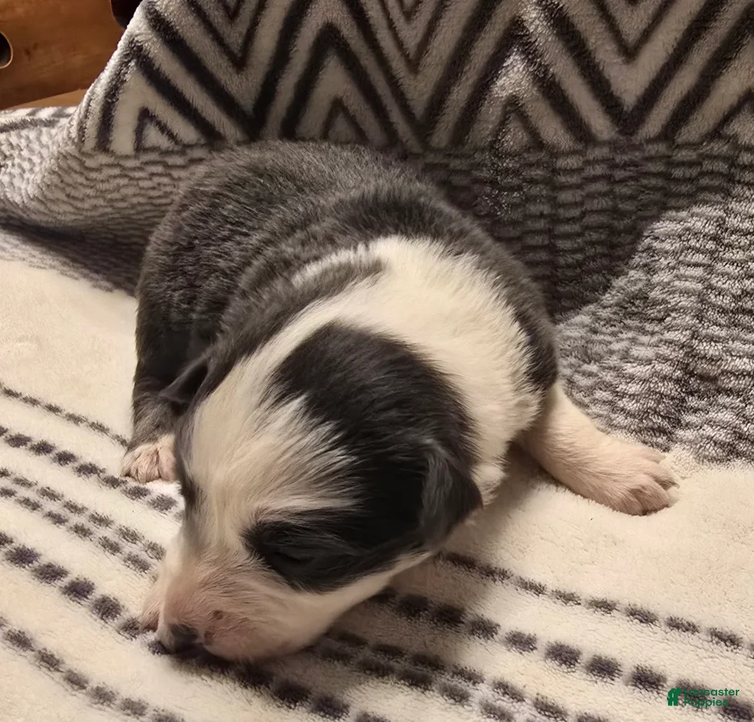Australian Shepherd dogs for sale: Dilute blue - Ad 1
