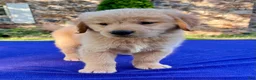 Golden Retriever dogs for sale: Chip - Ad 5