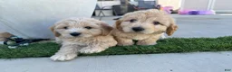 Goldendoodle dogs for sale: Goldendoodle 2 - Ad 1