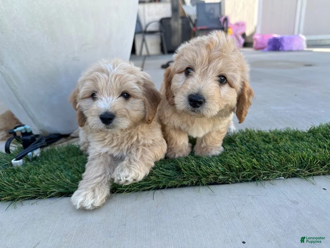 Goldendoodle dogs for sale: Goldendoodle 2 - Ad 1
