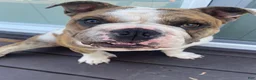 English Bulldog dogs for sale: English Bulldog 1 - Ad 3