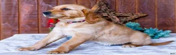 Golden Retriever dogs for sale: Dahlia - Ad 7