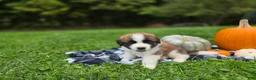 Saint Bernard dogs for sale: Maverick - Ad 1