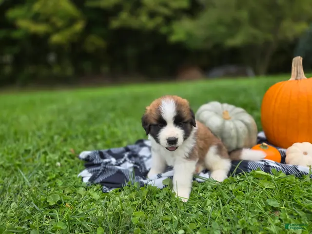 Saint Bernard dogs Maverick - Ad 1