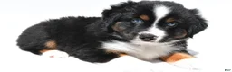 Miniature Australian Shepherd dogs for sale: Smokey - Ad 3