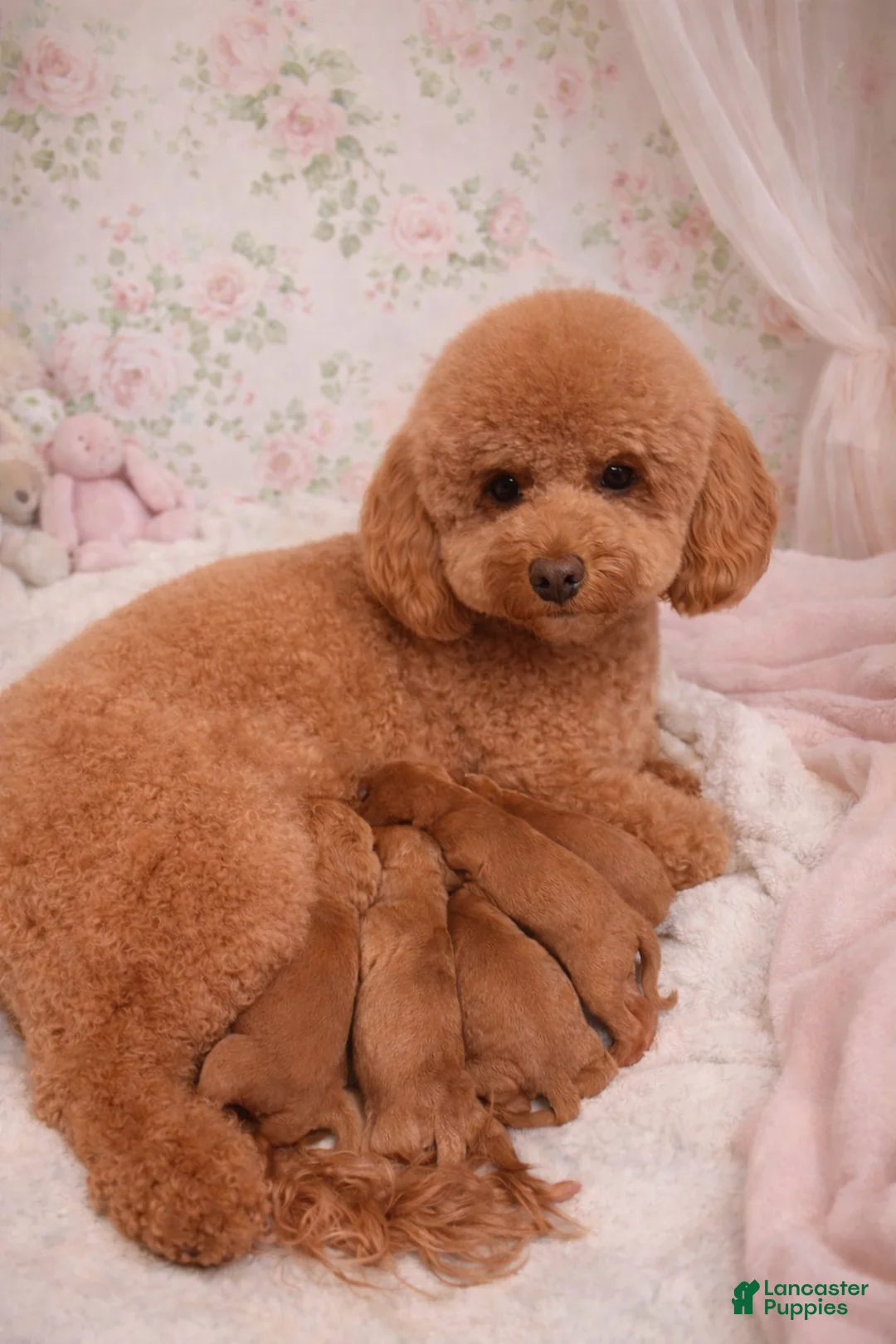 Mini Goldendoodle dogs for sale:  Puppy 2 - Ad 3