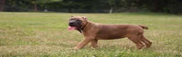 Cane Corso dogs for sale: Andromeda  - Ad 15