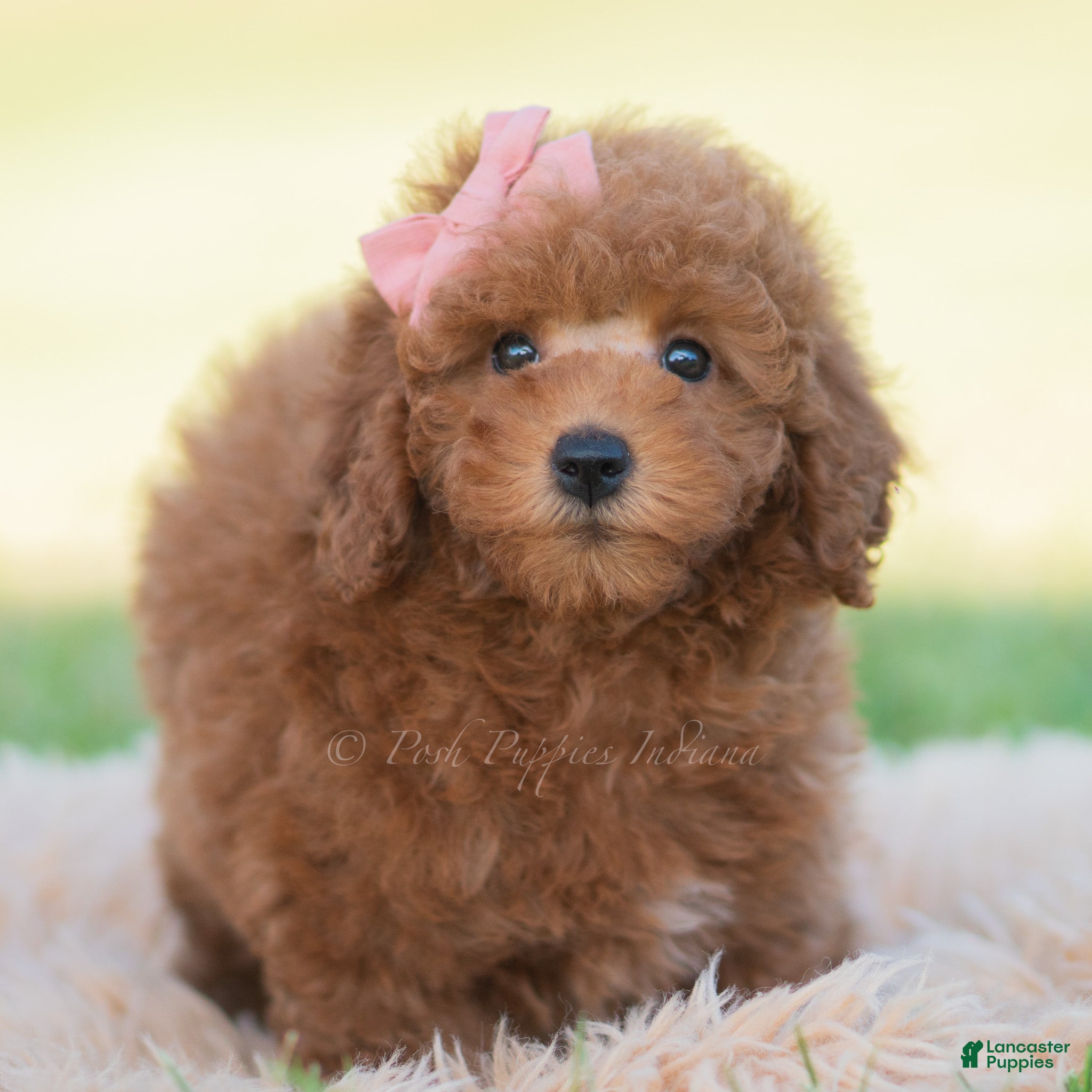 Mini Goldendoodle dogs for sale: Kisses - Ad 18