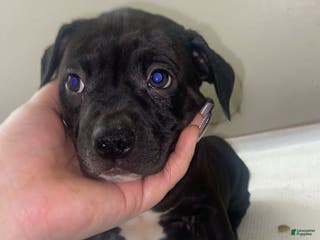 Mixed Breed dogs Mixed Breed Puppy 2 - Ad 3