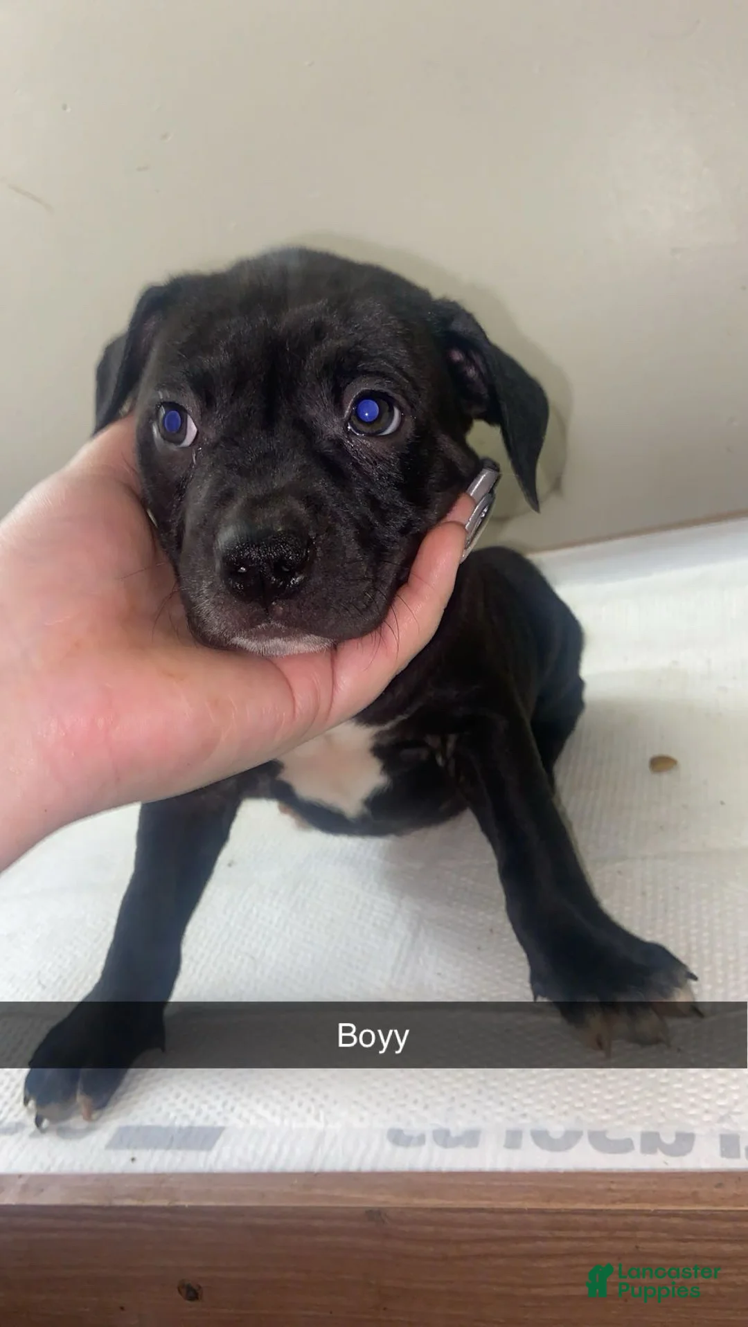 Mixed Breed dogs for sale: Mixed Breed Puppy 2 - Ad 1