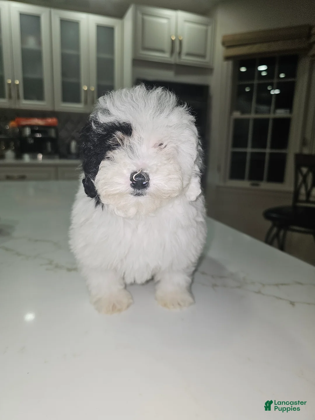 Toy Poodle dogs for sale: Toy Poodle Puppy 2 - Ad 4