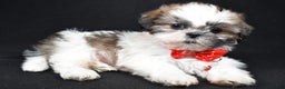 Shih Tzu dogs for sale: Kobe - Ad 2