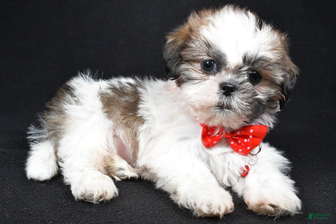 Shih Tzu dogs for sale: Kobe - Ad 2