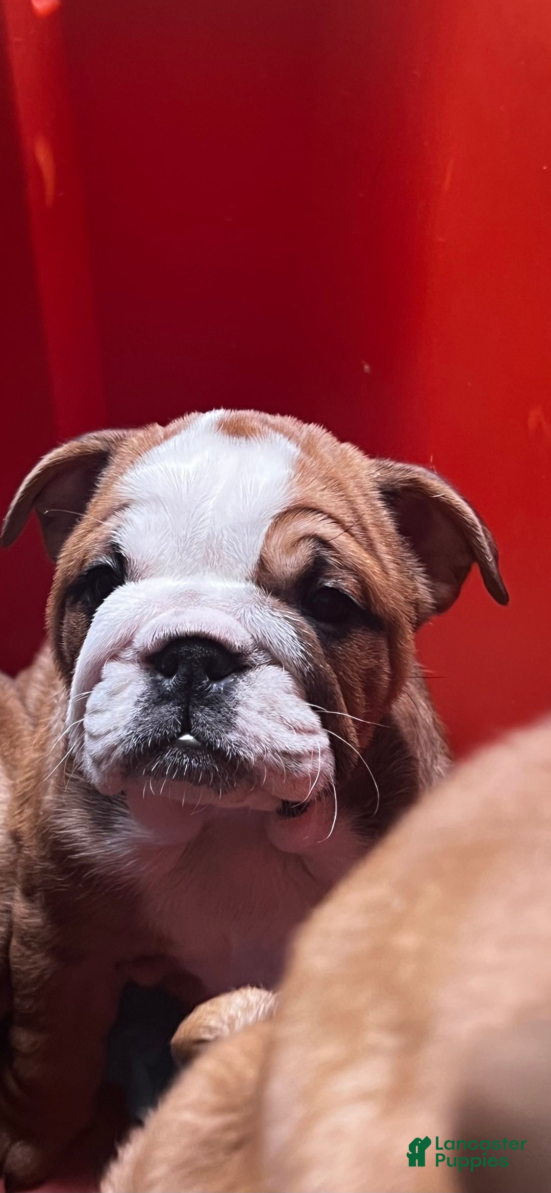 English Bulldog dogs for sale: English Bulldog litter of 5 puppies - Ad 28