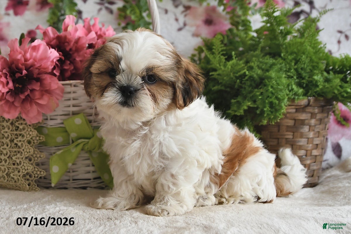 Shih Tzu dogs Duke - Ad 2