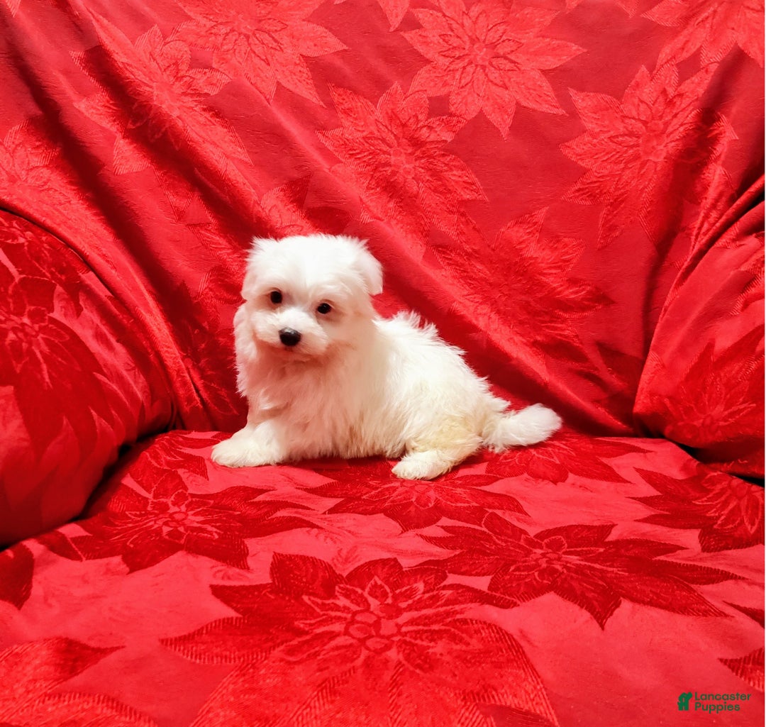 Maltese dogs for sale: Cody - Ad 1