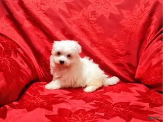 Maltese dogs Cody - Ad 30