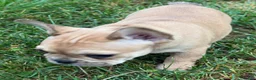 French Bulldog dogs for sale: Georgia - Ad 4