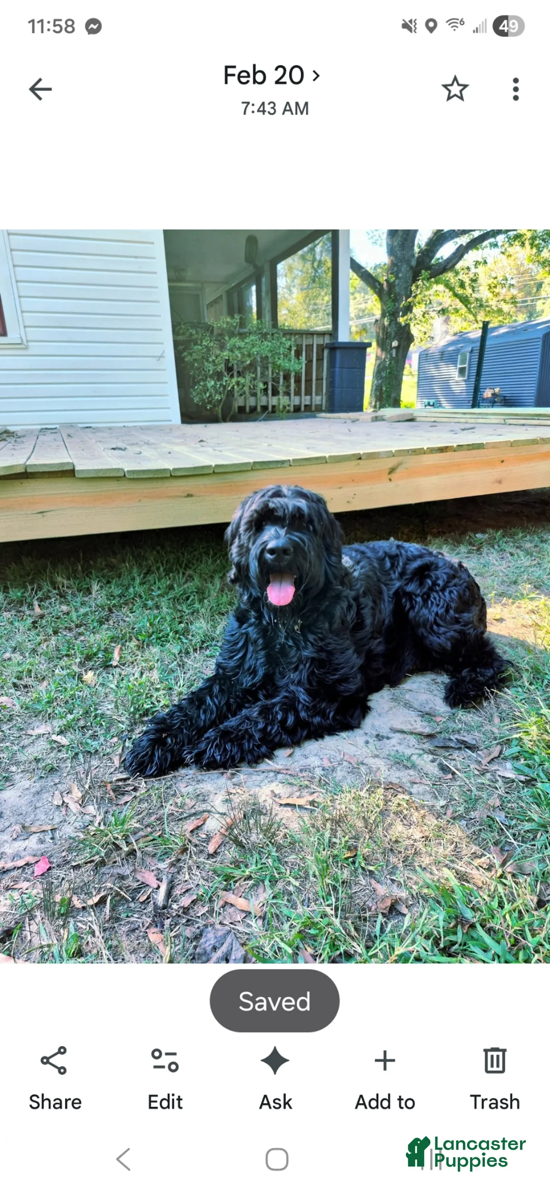 Giant Schnauzer dogs for sale: Giant Schnauzer Blossom - Ad 5