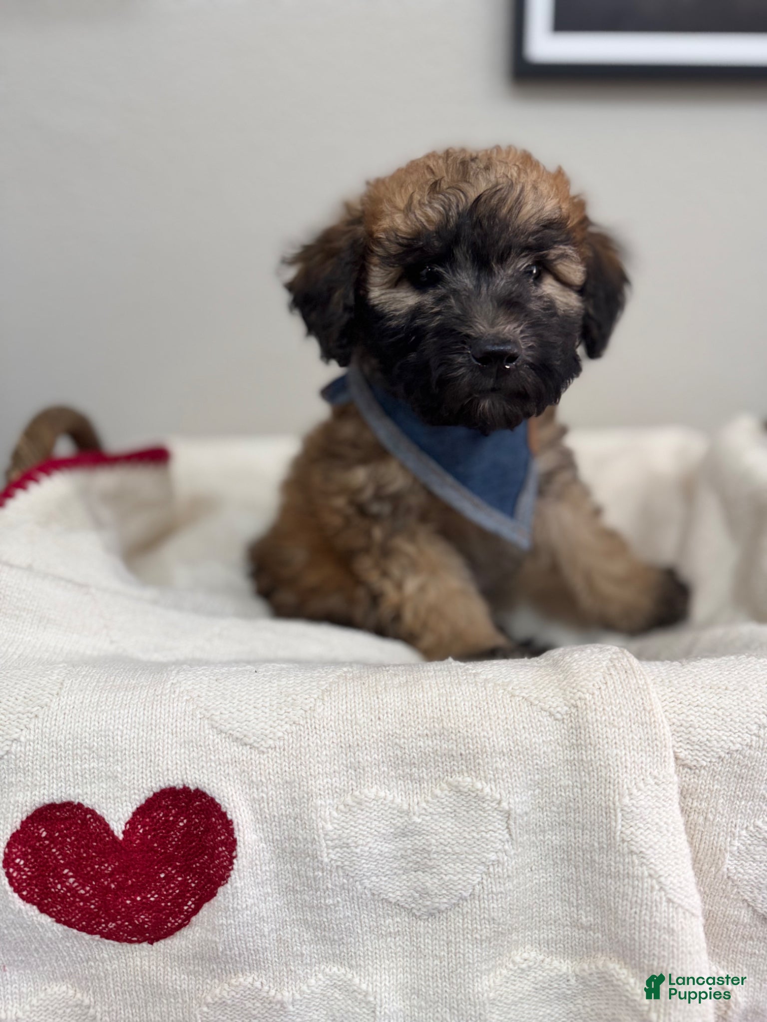 Mini Bernedoodle dogs Mini Bernedoodle Cocoa-Blue Collar - Ad 2