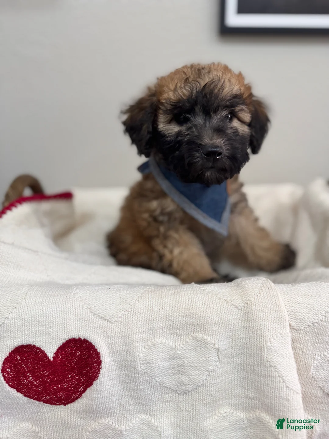 Mini Bernedoodle dogs for sale: Mini Bernedoodle Cocoa-Blue Collar - Ad 2