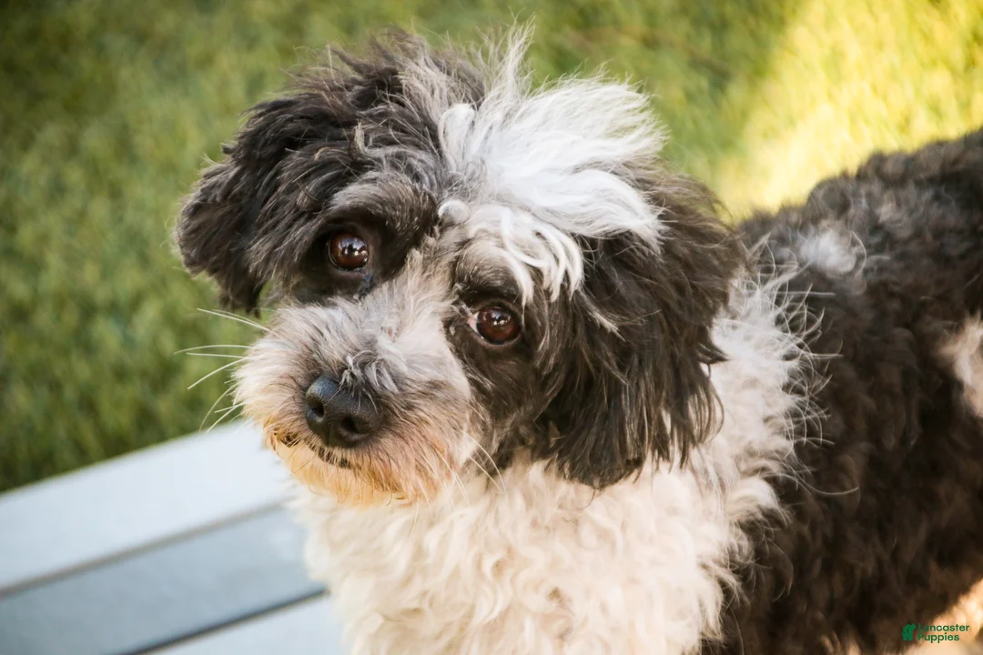 Havanese dogs for sale: Ranger - Ad 10