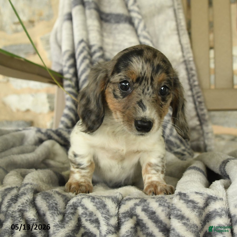 Miniature Dachshund dogs for sale: Willow - Ad 2