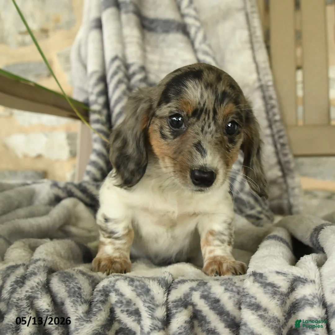 Miniature Dachshund dogs for sale: Willow - Ad 1