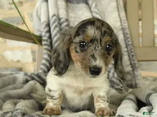 Miniature Dachshund dogs for sale: Willow - Ad 2