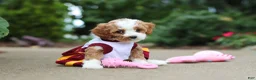 Cavapoo dogs for sale: Dolly - Ad 1