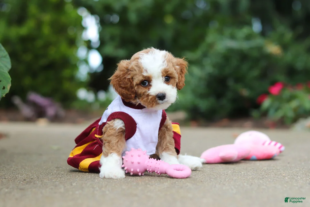 Cavapoo dogs for sale: Dolly - Ad 1