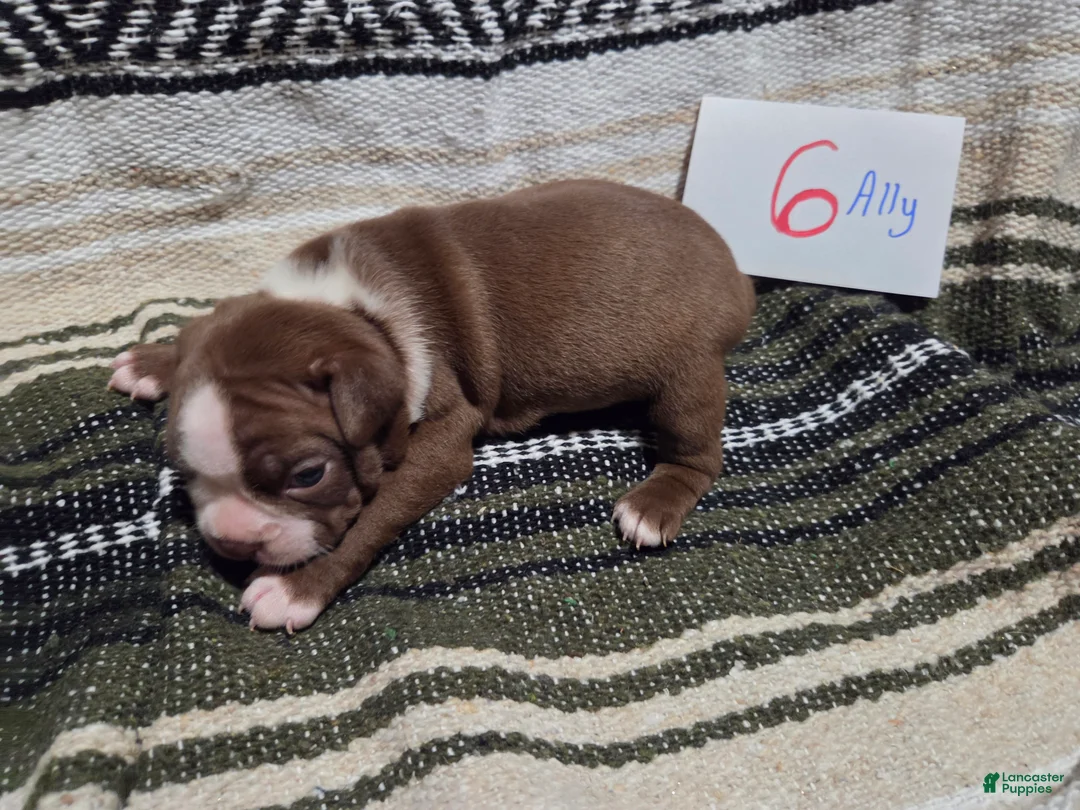 Boston Terrier dogs for sale: Abby Boston Terrier 4 - Ad 5