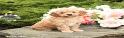 Mini Goldendoodle dogs for sale: Scotty - Ad 3