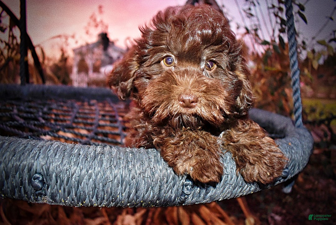 Havapoo dogs for sale: Yogi - Ad 7